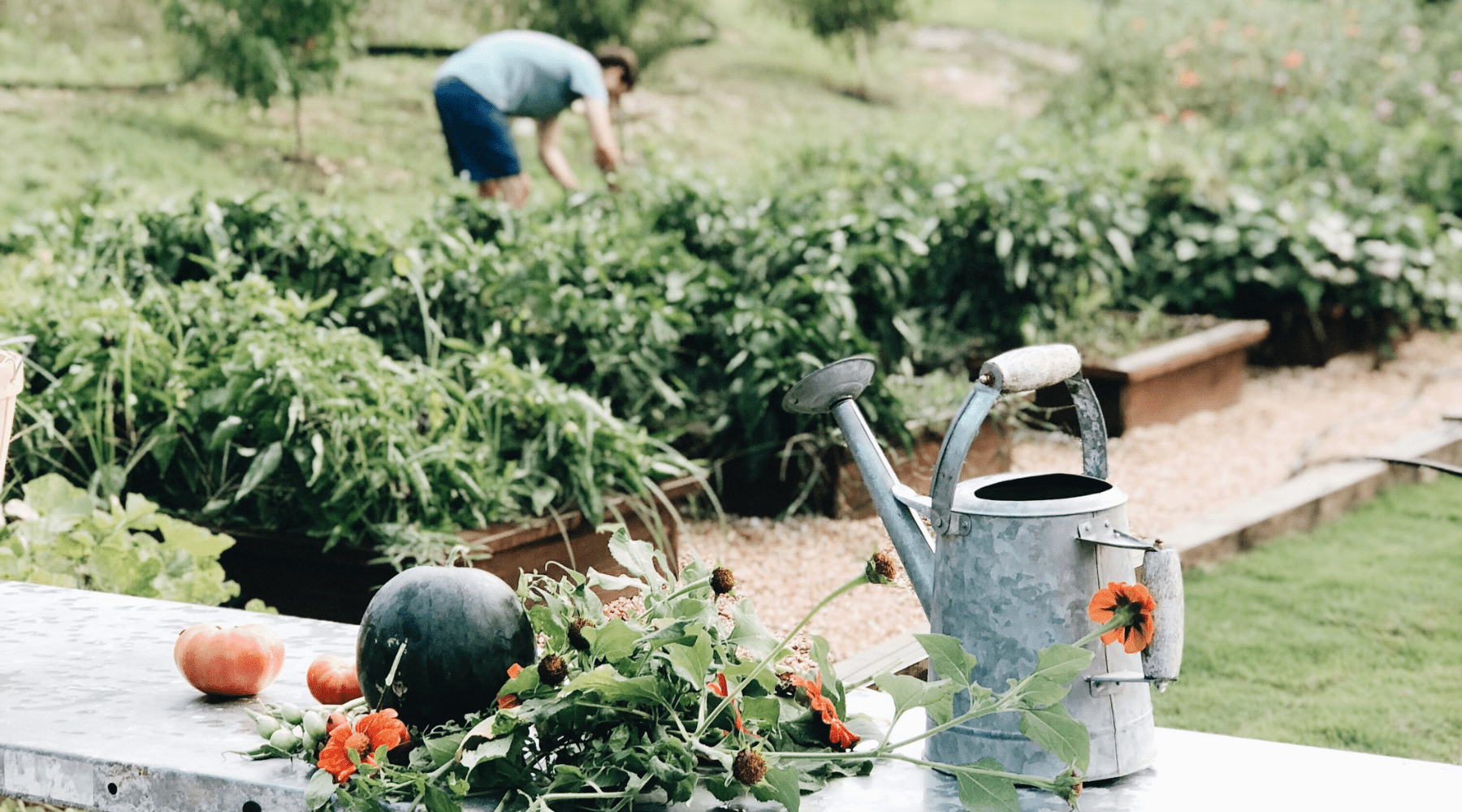 10 Tips on how to start a homestead, ensuring you're off to a great, smooth start