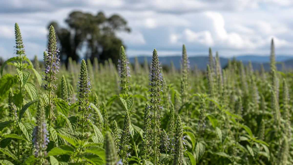 Boosting Your Chia Seed Water Fiber Content