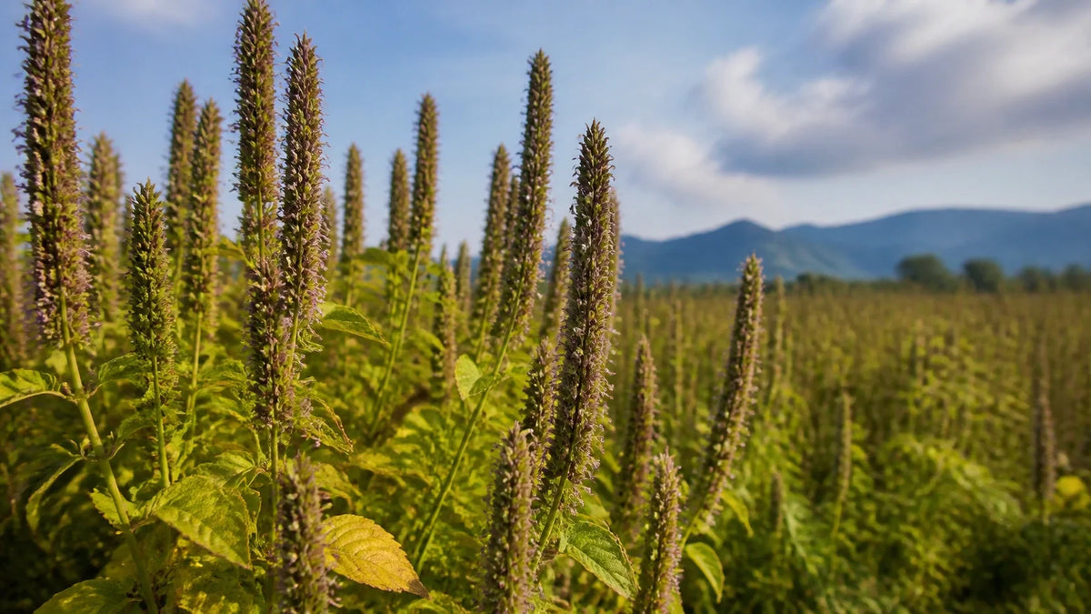 What Nutritional Value Is in Chia Seeds: A Pantry Guide