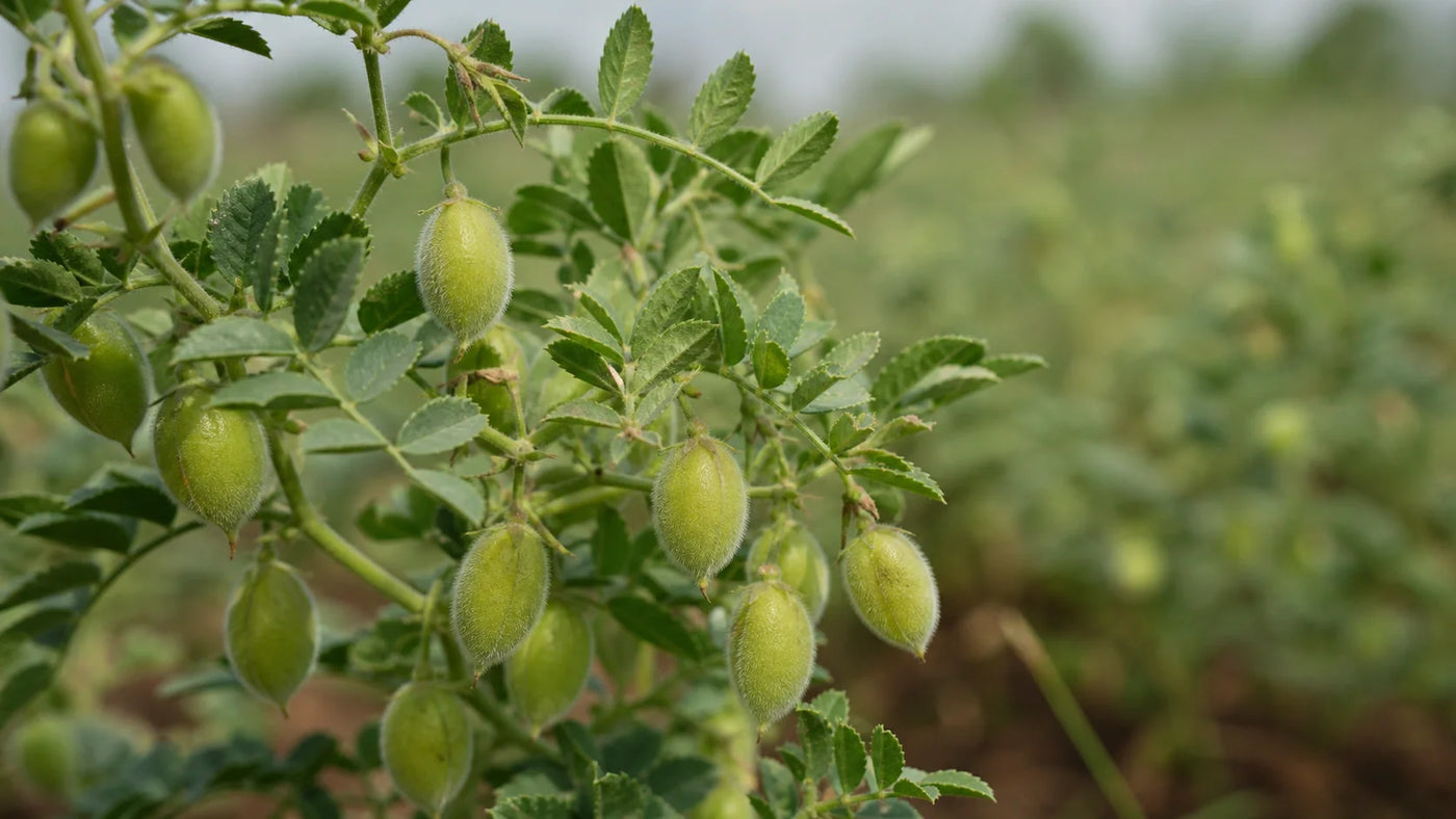Chickpeas Benefits For Pregnancy