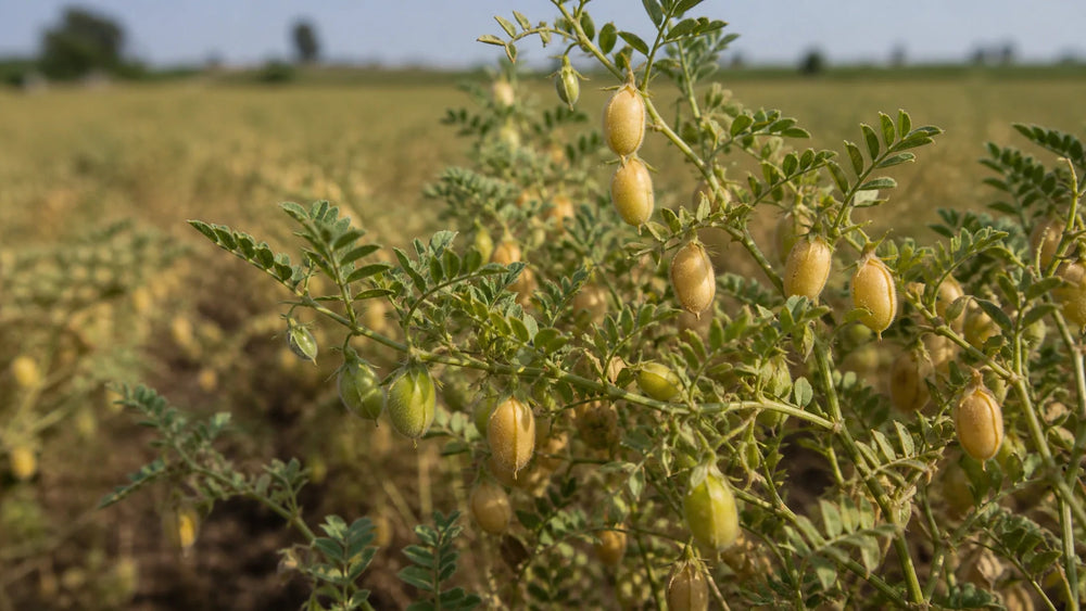 How Much Protein in Cup of Chickpeas: A Pantry Guide