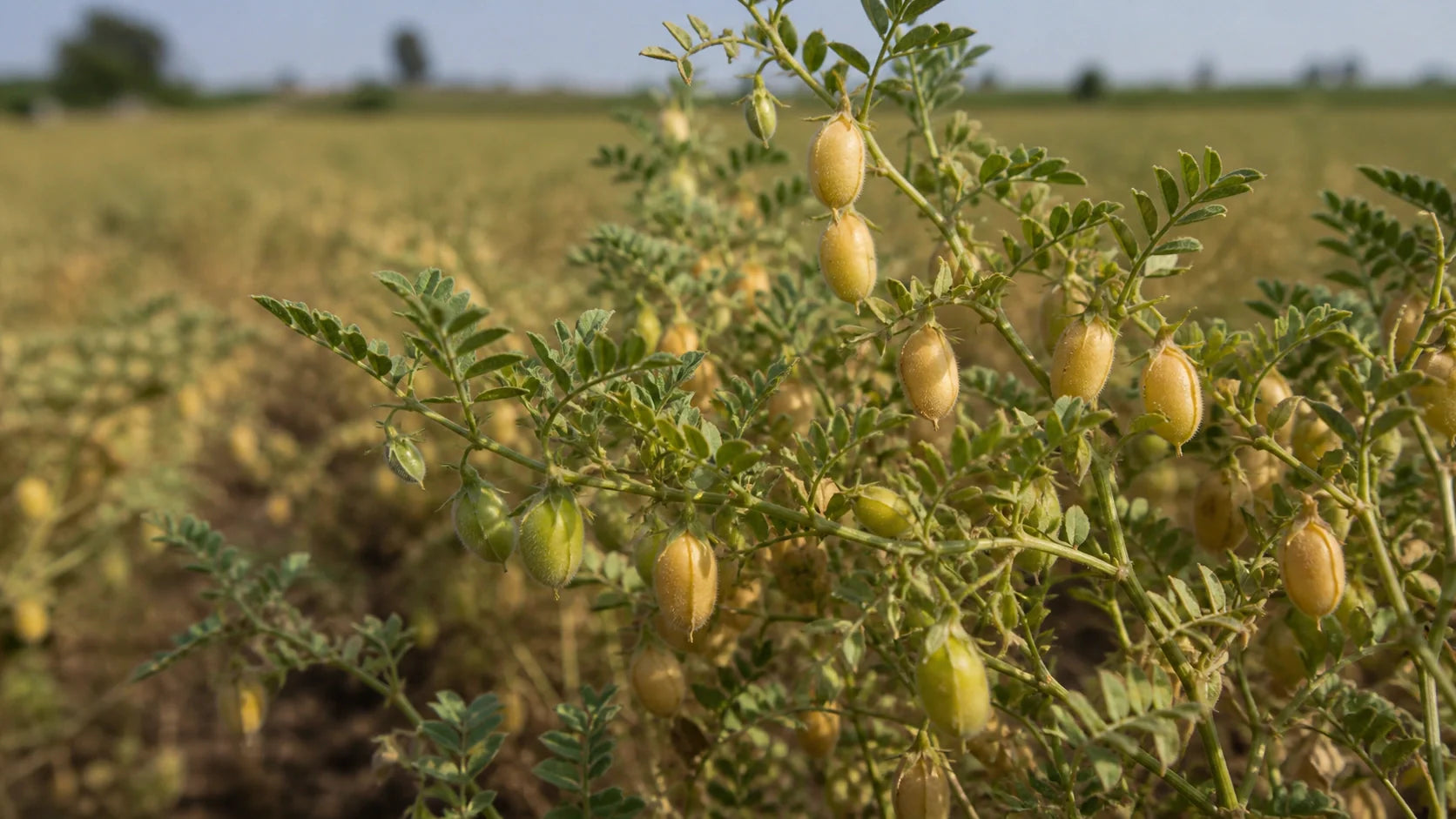 How to Prep Quick Cooking Dried Chickpeas for Faster Meals