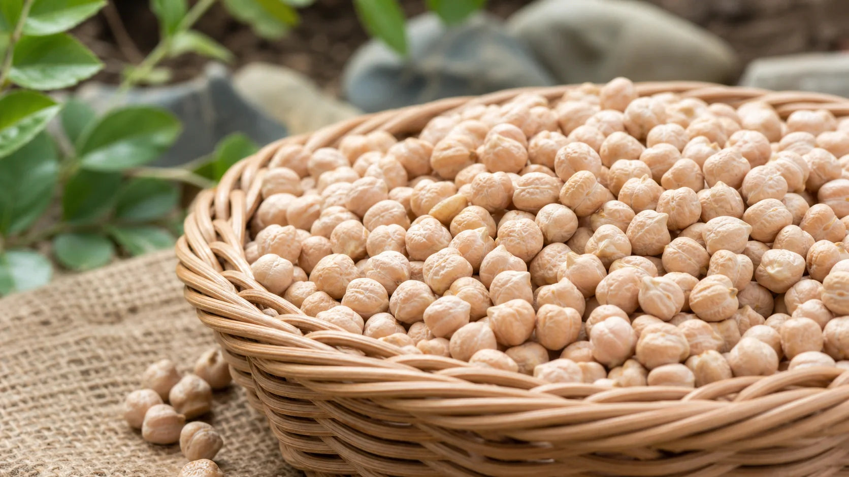 Are Dry Roasted Chickpeas Good for You?