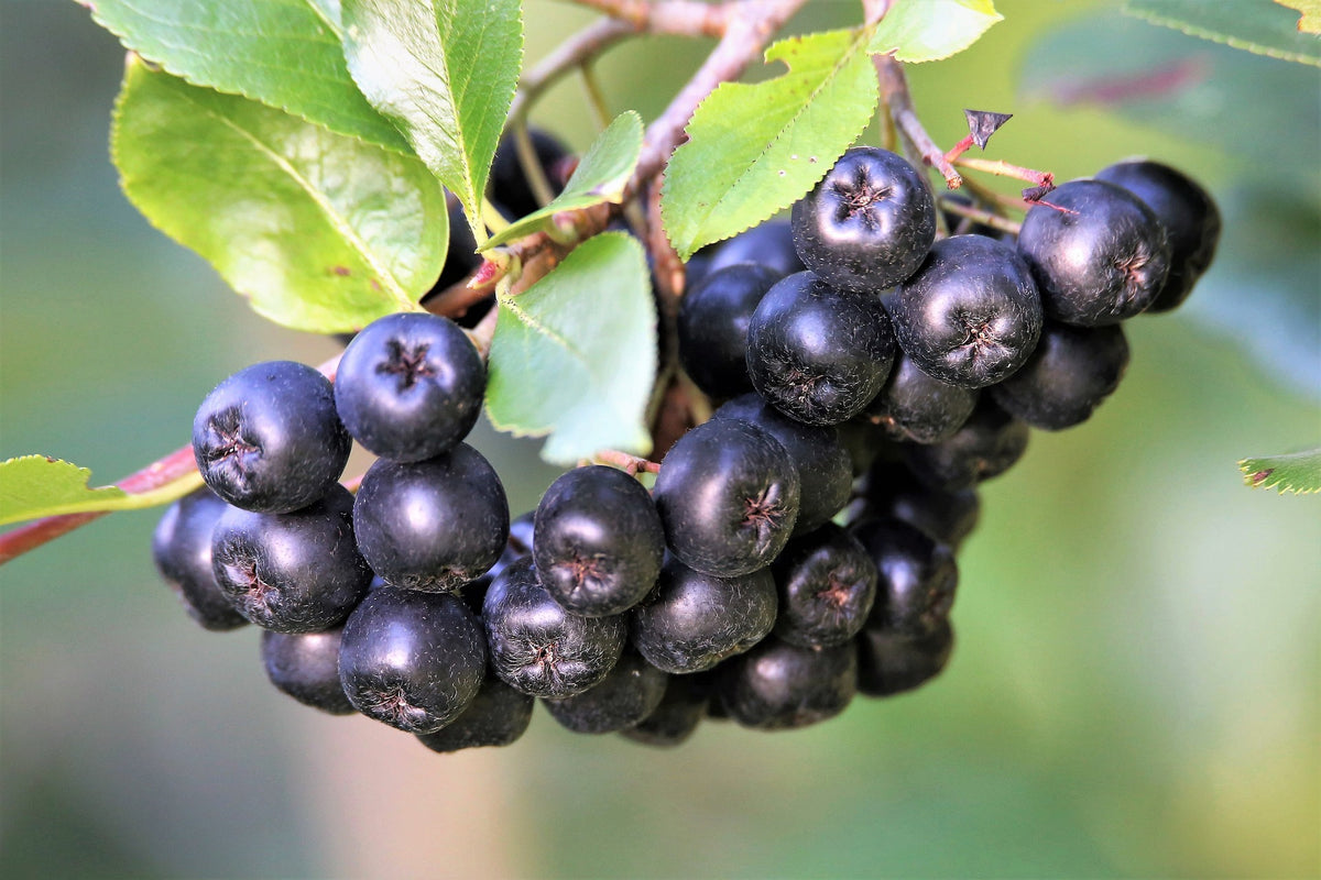 Aronia Berries, Organic, Herbs Spices & Seasonings - Country Life Natural Foods