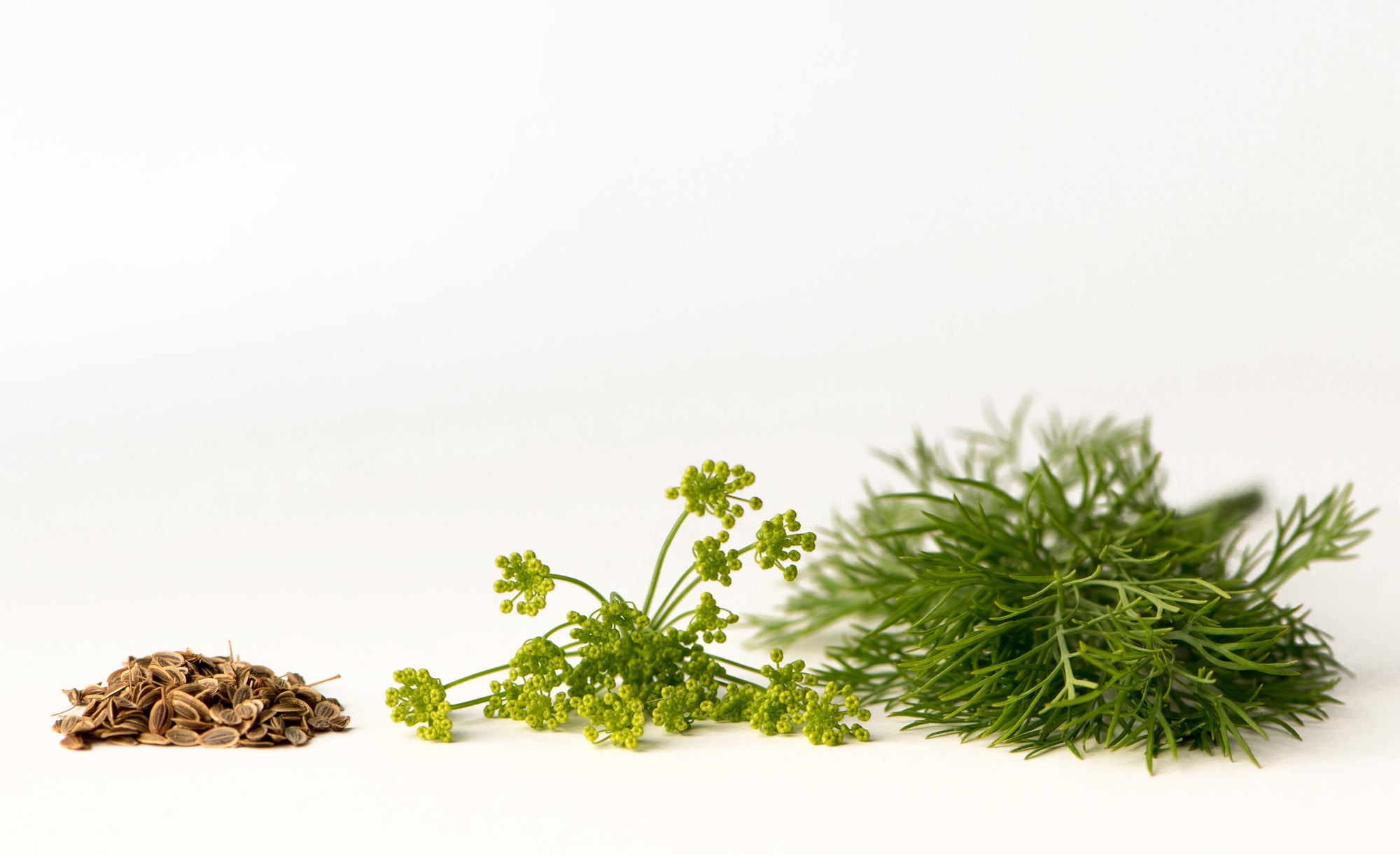 Dill Seeds, Whole, Herbs Spices & Seasonings - Country Life Natural Foods