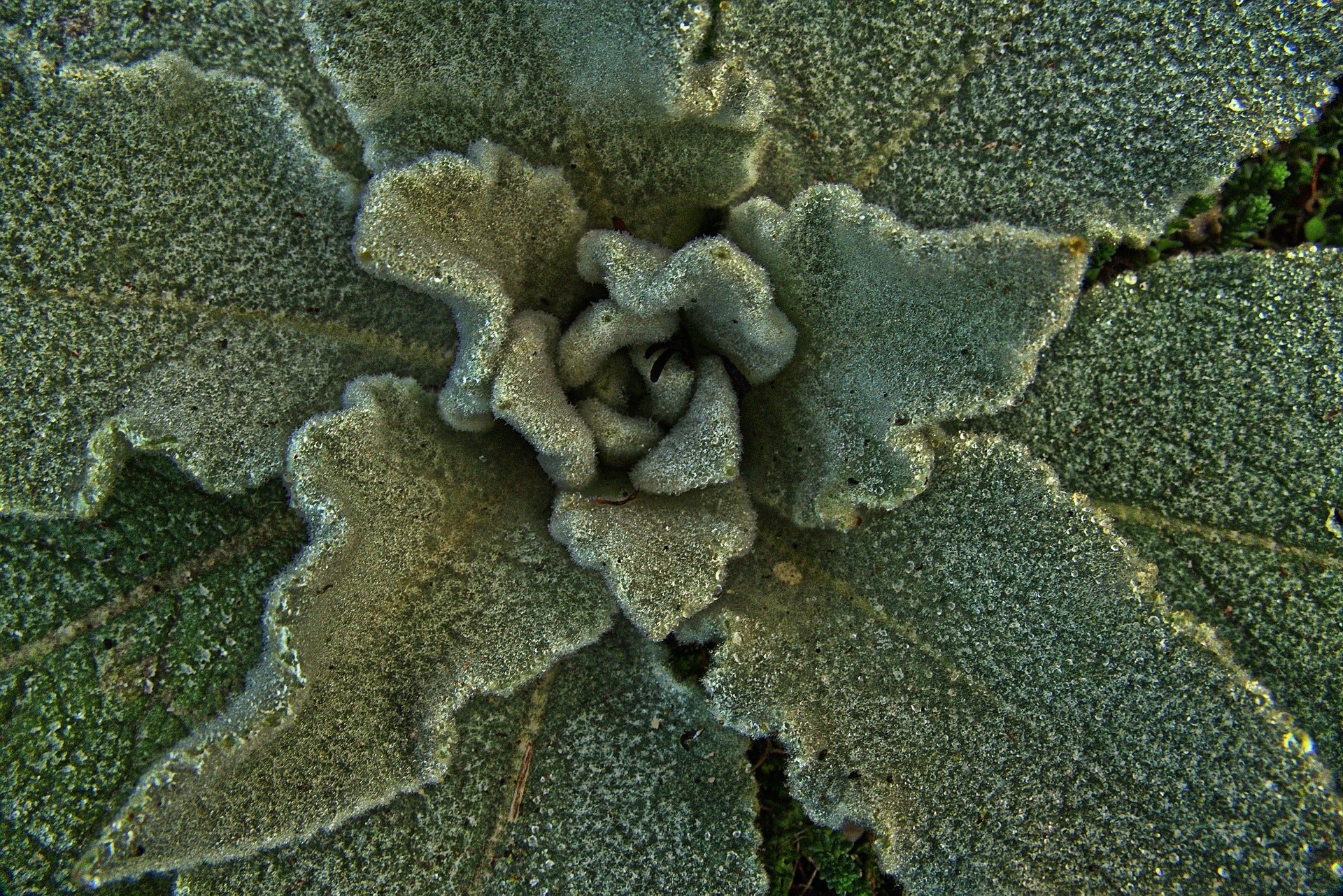 Mullein Leaf, Cut, Sifted, Herbs - Country Life Natural Foods