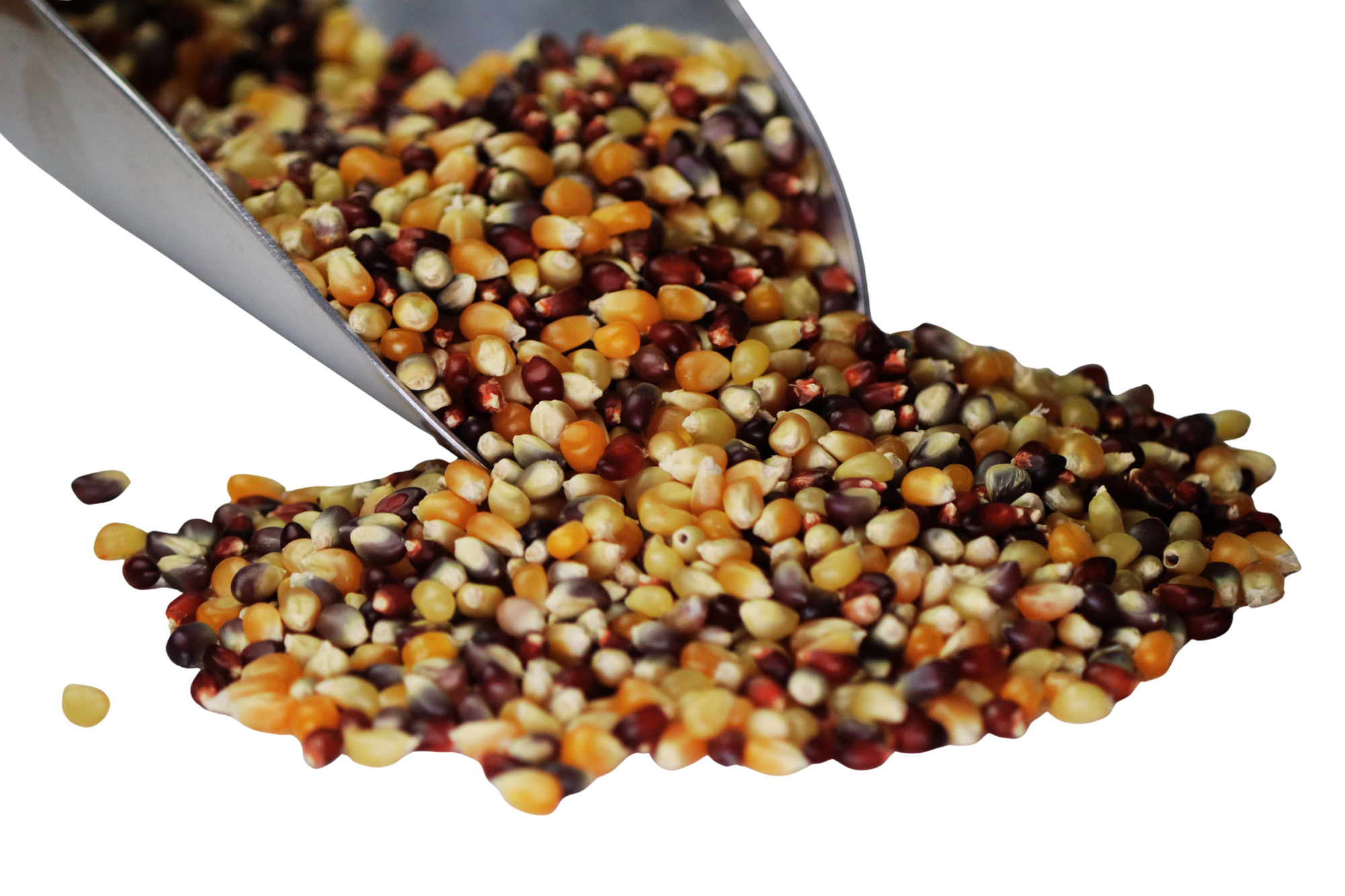 Popcorn, Multi-Color Organic, Grains - Country Life Natural Foods