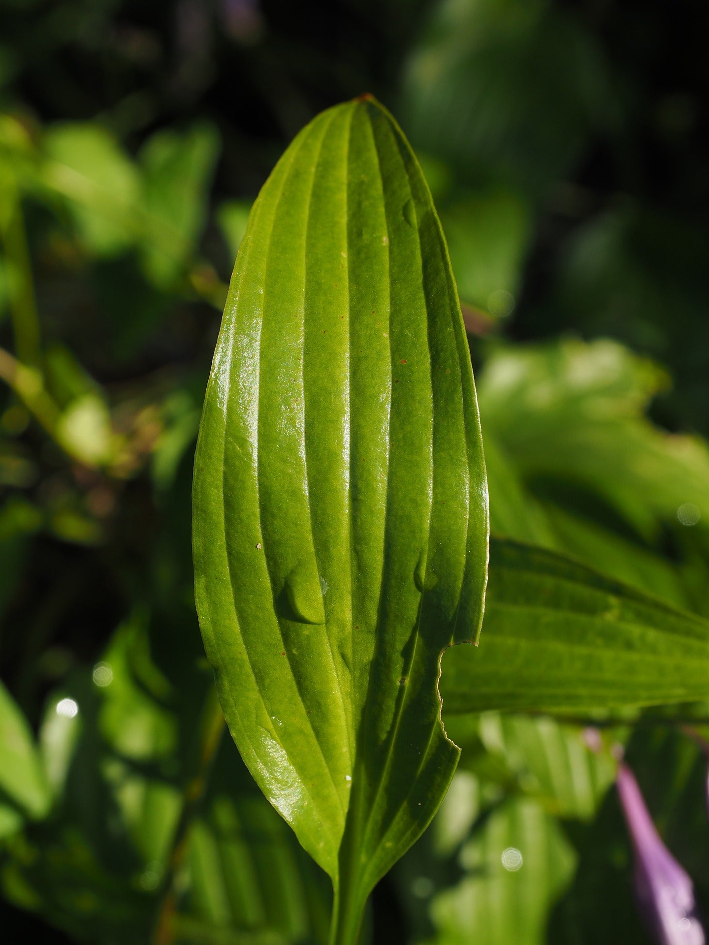 Plantain Leaf, Organic, Cut, Sifted, Herbs - Country Life Natural Foods