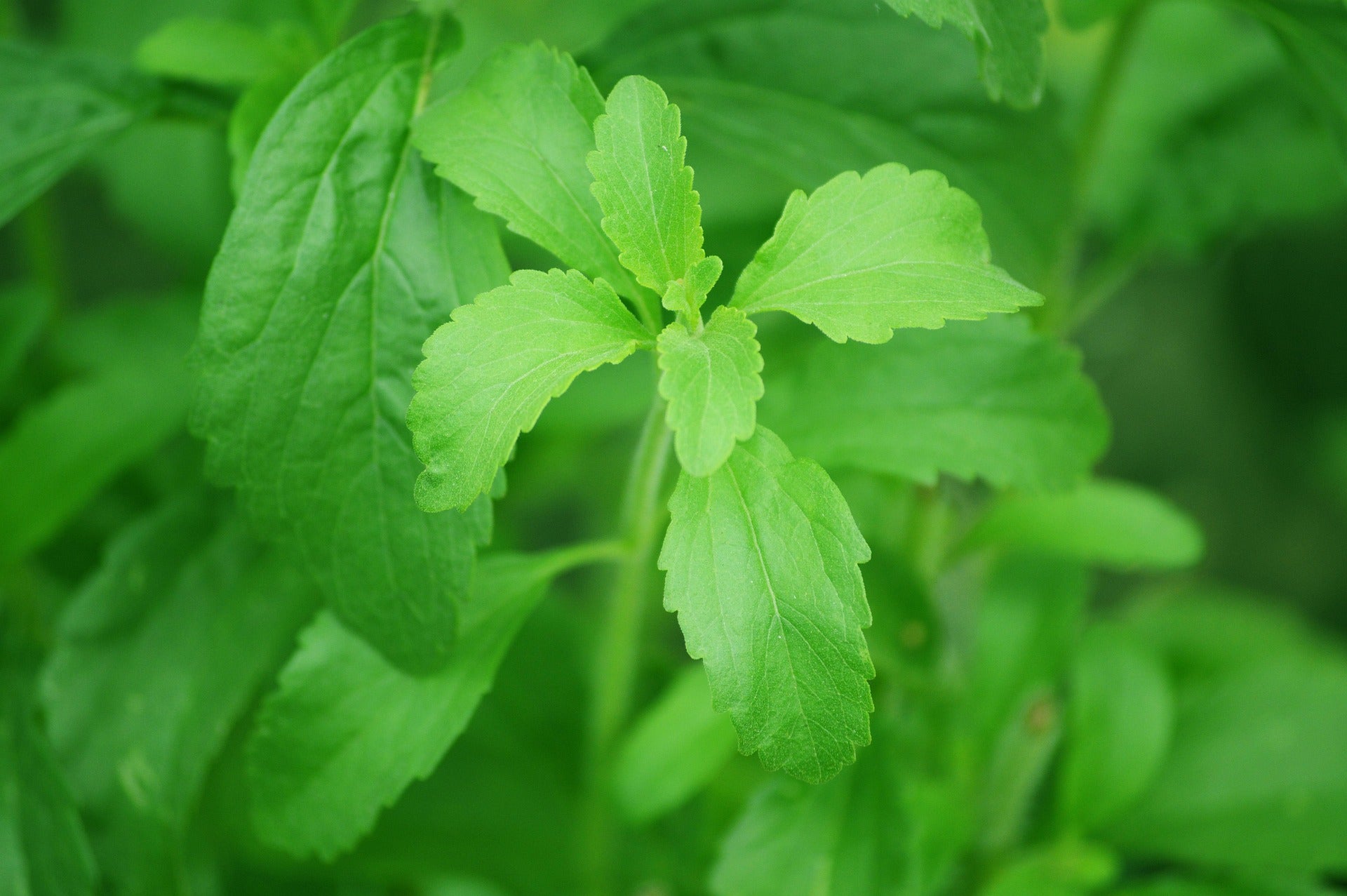 Stevia Leaf Powder, Herbs - Country Life Natural Foods