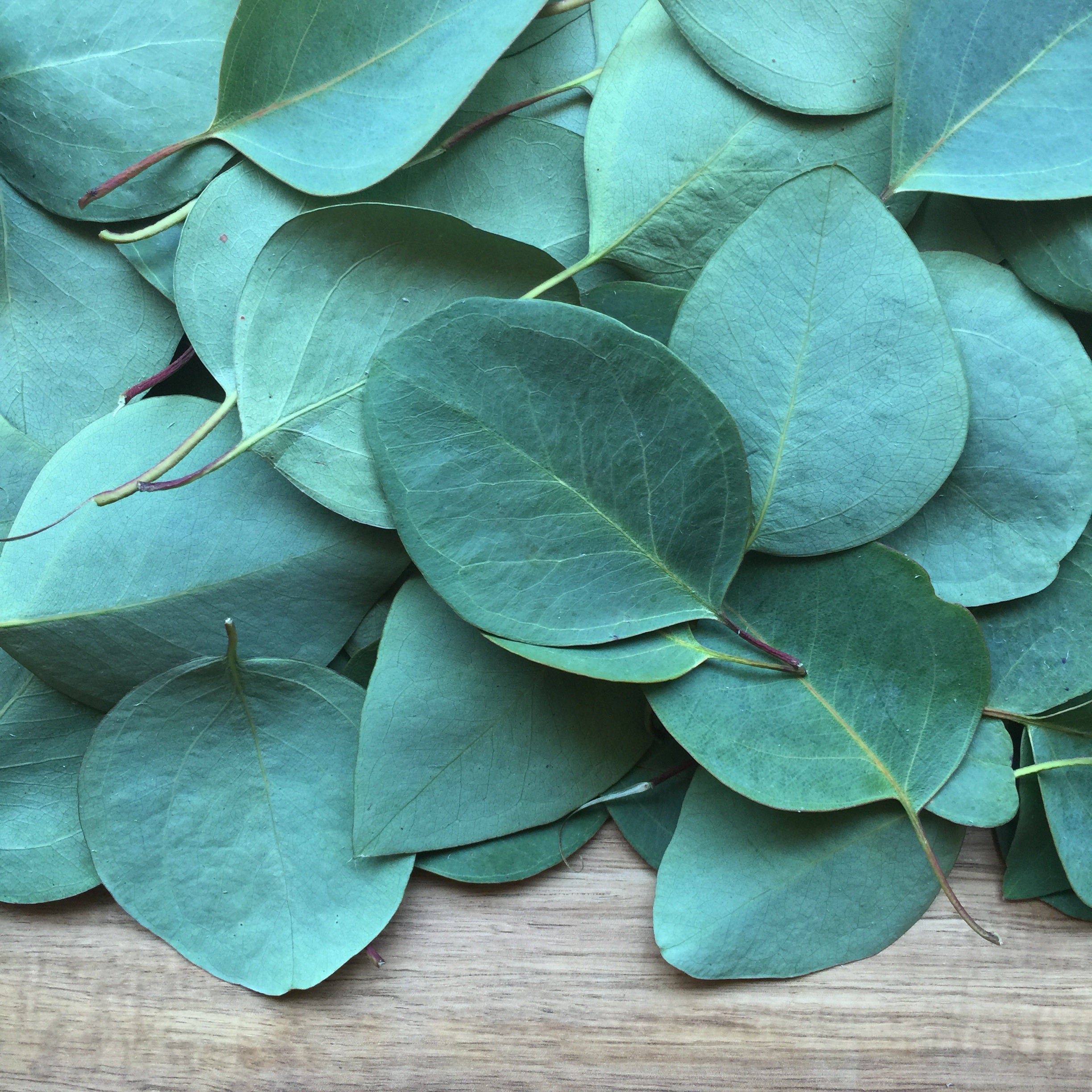 Eucalyptus Leaf, Cut, Sifted, Herbs - Country Life Natural Foods