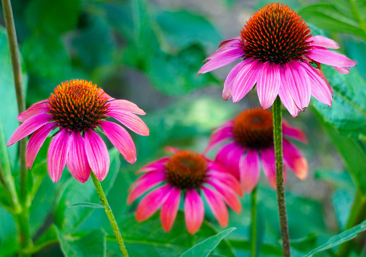 Echinacea purpurea Root, Cut, Sifted, Herbs - Country Life Natural Foods