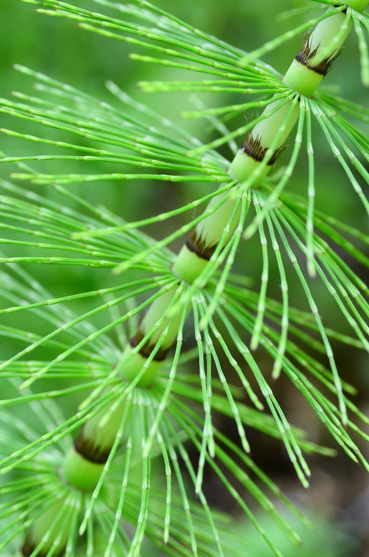 Horse Tail (Shavegrass) Cut, Sifted, Herbs - Country Life Natural Foods