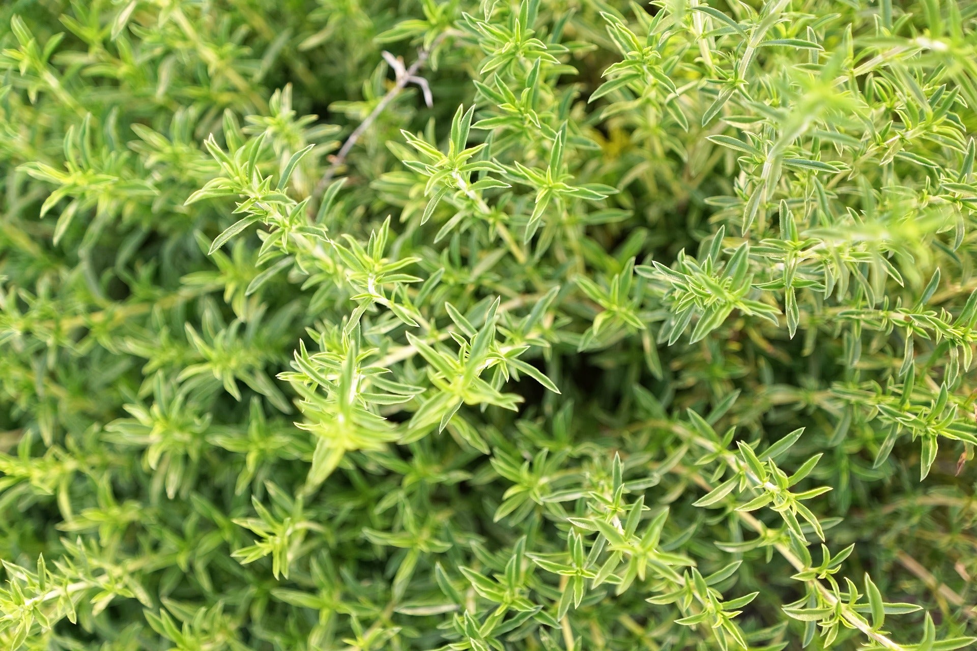 Savory, Cut, Sifted, Herbs Spices & Seasonings - Country Life Natural Foods